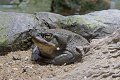 Incilius alvarius reptiel reptielen reptile reptiles hagedis lizard lezard kikker frog grenouille pad toad crapaud krokodil crocodile schildpad turtle tortue